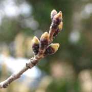 ヒメ日記 2025/03/22 11:30 投稿 まどか 完熟ばなな 上野店