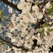 ヒメ日記 2025/04/06 19:50 投稿 まどか 完熟ばなな 上野店