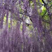 ヒメ日記 2025/05/02 20:50 投稿 まどか 完熟ばなな 上野店