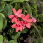 ヒメ日記 2025/05/16 22:01 投稿 まどか 完熟ばなな 上野店