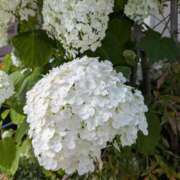 ヒメ日記 2025/06/12 21:51 投稿 まどか 完熟ばなな 上野店