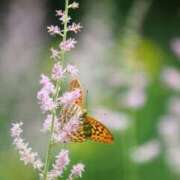ヒメ日記 2025/06/16 21:50 投稿 まどか 完熟ばなな 上野店