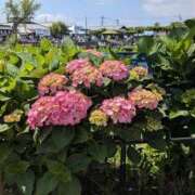 ヒメ日記 2025/06/18 23:40 投稿 まどか 完熟ばなな 上野店