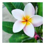 ヒメ日記 2025/07/28 07:40 投稿 まどか 完熟ばなな 上野店