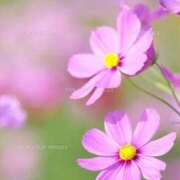 ヒメ日記 2025/10/10 09:53 投稿 まどか 完熟ばなな 上野店