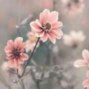 ヒメ日記 2025/11/15 21:54 投稿 まどか 完熟ばなな 上野店