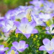 ヒメ日記 2026/03/22 23:26 投稿 まどか 完熟ばなな 上野店