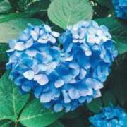 ヒメ日記 2026/06/11 20:16 投稿 まどか 完熟ばなな 上野店