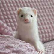 ヒメ日記 2024/12/31 10:33 投稿 ましろ 奥様特急三条店