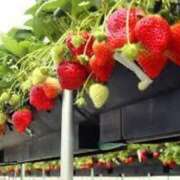 ヒメ日記 2025/01/19 14:03 投稿 ましろ 奥様特急三条店