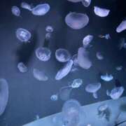 ヒメ日記 2025/05/19 09:56 投稿 有壁あめり THE痴漢電車.com