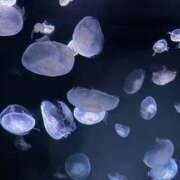 ヒメ日記 2025/05/21 00:03 投稿 有壁あめり THE痴漢電車.com