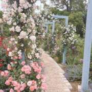 ヒメ日記 2025/05/23 22:16 投稿 有壁あめり THE痴漢電車.com