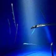 ヒメ日記 2025/05/24 16:23 投稿 有壁あめり THE痴漢電車.com