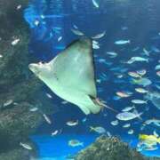 ヒメ日記 2025/06/15 22:33 投稿 有壁あめり THE痴漢電車.com