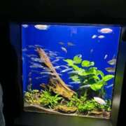 ヒメ日記 2025/08/03 12:23 投稿 有壁あめり THE痴漢電車.com