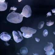 ヒメ日記 2025/05/20 23:52 投稿 愛琉あめり 全裸美女からのカゲキな誘惑