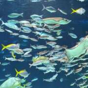 ヒメ日記 2025/05/26 20:08 投稿 愛琉あめり 全裸美女からのカゲキな誘惑