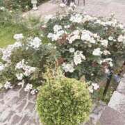 ヒメ日記 2025/06/13 14:42 投稿 愛琉あめり 全裸美女からのカゲキな誘惑