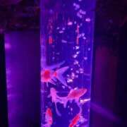 ヒメ日記 2025/09/29 19:42 投稿 愛琉あめり 全裸美女からのカゲキな誘惑