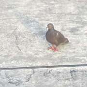 ヒメ日記 2025/06/15 11:42 投稿 こころ・SP アニバーサリー