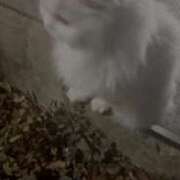 ヒメ日記 2025/11/18 18:02 投稿 こころ・SP アニバーサリー