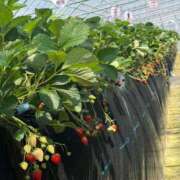 ヒメ日記 2026/04/20 13:19 投稿 こころ・SP アニバーサリー