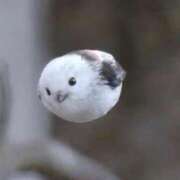 ヒメ日記 2025/03/19 15:55 投稿 あすみ リニューアル