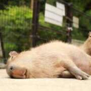 ヒメ日記 2025/04/16 12:18 投稿 あすみ リニューアル