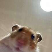 ヒメ日記 2026/03/31 23:30 投稿 あすみ リニューアル