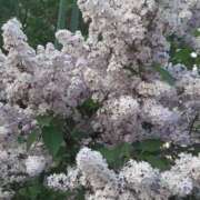 ヒメ日記 2025/05/28 11:38 投稿 のりこ 札幌淫ら妻