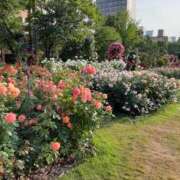 ヒメ日記 2025/06/25 11:40 投稿 のりこ 札幌淫ら妻