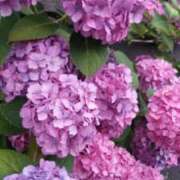 ヒメ日記 2025/07/30 11:41 投稿 のりこ 札幌淫ら妻