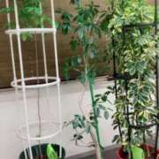 ヒメ日記 2025/05/17 18:05 投稿 えま 即アポ奥さん ～津・松阪店～