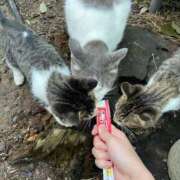 そら ねこのひ。 ハンドキャンパス池袋