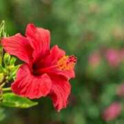 ヒメ日記 2025/06/17 11:33 投稿 ユリ 沖縄素人図鑑