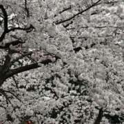 ヒメ日記 2025/04/14 04:02 投稿 なな 宮城♂風俗の神様 仙台店