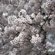 ヒメ日記 2025/04/15 14:17 投稿 なな 宮城♂風俗の神様 仙台店