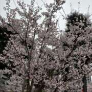 ヒメ日記 2025/04/19 21:02 投稿 なな 宮城♂風俗の神様 仙台店