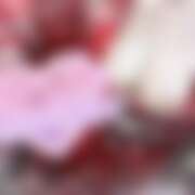 ヒメ日記 2025/12/31 13:17 投稿 あんず さくらん