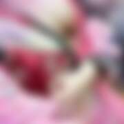 ヒメ日記 2026/02/10 19:56 投稿 あんず さくらん