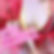 ヒメ日記 2026/04/15 20:10 投稿 あんず さくらん