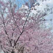 ヒメ日記 2026/03/28 20:50 投稿 河合しょうこ 月の真珠-五反田-