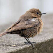 ヒメ日記 2025/02/07 09:32 投稿 りお 八王子デリ倶楽部
