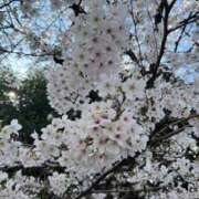 日向しほ 🌸🩷 LUXE(リュクス)