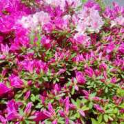 ヒメ日記 2025/04/22 06:14 投稿 もち Я’s SPEC2