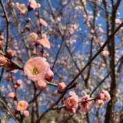 ヒメ日記 2026/02/22 16:16 投稿 まき☆クリ敏感濃厚フェラ娘 じゃむじゃむ