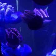 ヒメ日記 2025/05/07 21:50 投稿 あきの ウルトラグレイス24