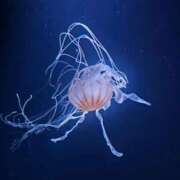 ヒメ日記 2025/05/14 14:30 投稿 あきの ウルトラグレイス24