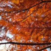 ヒメ日記 2025/12/14 07:43 投稿 あきの ウルトラグレイス24